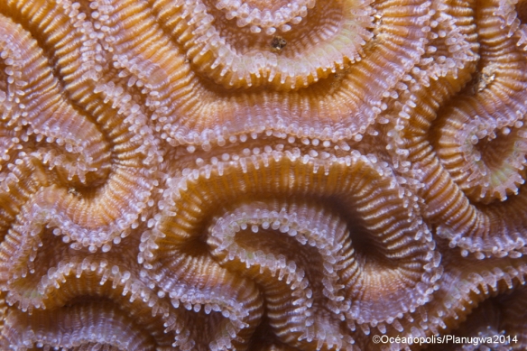 Corail Diploria strigosa